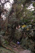 tnNepal2001_03Rhododendron01