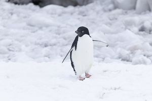 Adelie-Pinguin