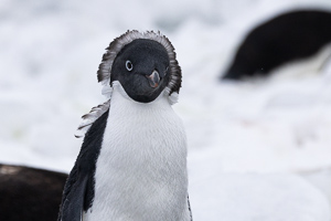 Adelie-Pinguin Punk (in der Mauser)