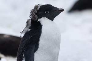 Adelie-Pinguin Punk (in der Mauser)