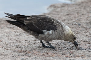 Südpolar-Skua
