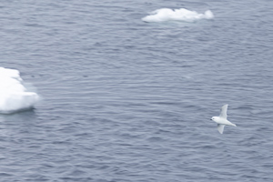 Schneesturmvogel