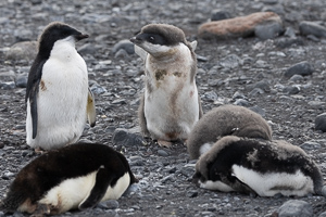 Adelie-Pinguinküken in der Mauser
