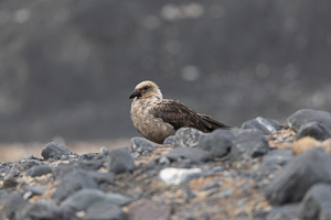 Südpolar-Skua