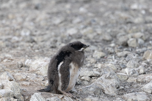 Adelie-Pinguinküken in der Mauser