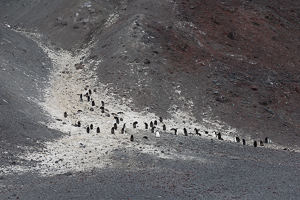 Cape Bird - Adelie-Pinguine