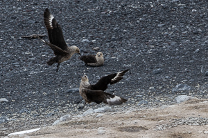 kämpfende Skuas