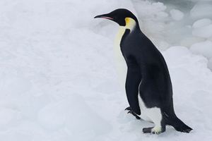 Kaiserpinguin