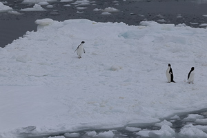 Adelie-Pinguine