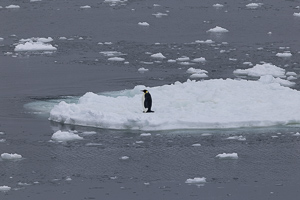 Kaiserpinguin