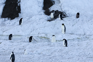 Kaiserpinguin zwischen mausernden Adeliepinguinen