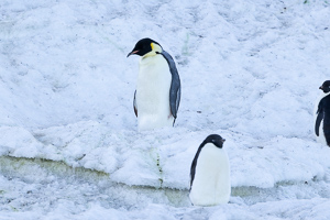 Kaiserpinguin zwischen mausernden Adeliepinguinen