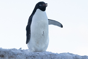 Adeliepinguin