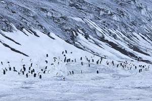 Adeliepinguine
