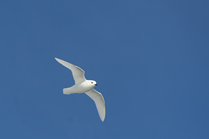 Schneesturmvogel