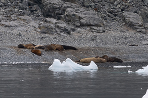 Jenny Island - See-Elefanten