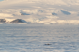 McMurdo Sound: Orcas vor der Kulisse des Mt. Erebus