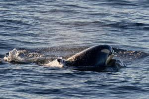 Orcas