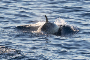 Orcas