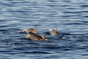 Orcas