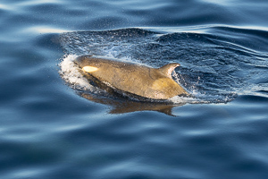 Orca