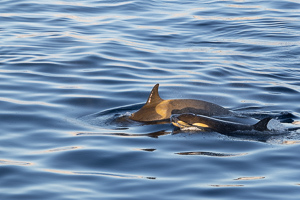 Orcas