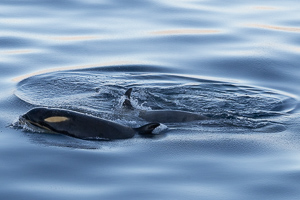 Orcas