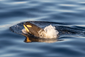 Orca