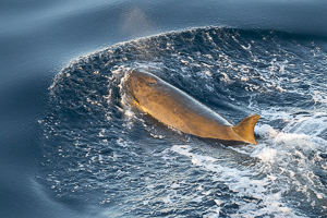 Orca
