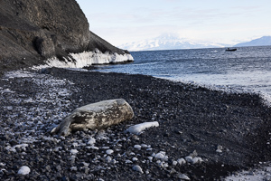 Anlandepunkt Hut Point (mit Wedell-Robbe)