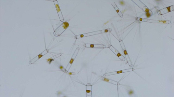 Phytoplankton unter dem Mikroskop