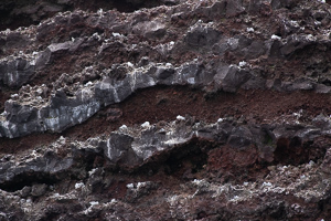 in den Klippen nisten eine Vielzahl von Silbersturmvögeln