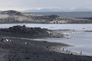 Cape Royds - Adelie-Pinguinkolonie