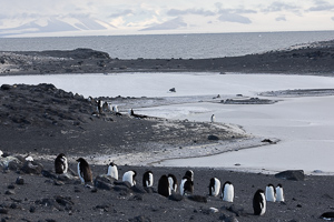 Cape Royds