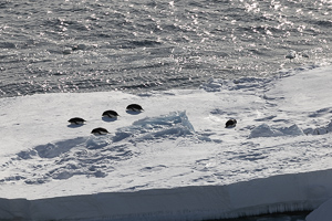 Adelie-Pinguine