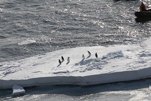 Adelie-Pinguine