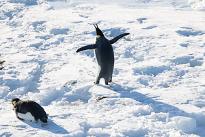 Kaiserpinguine