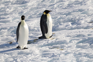 Kaiserpinguine