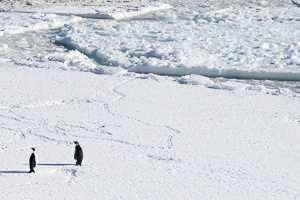 Kaiserpinguine