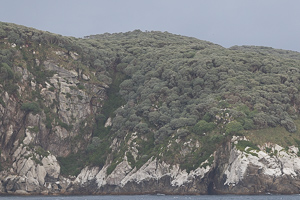 Snares Island