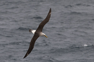Buller-Albatros