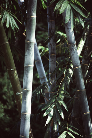 bambusk