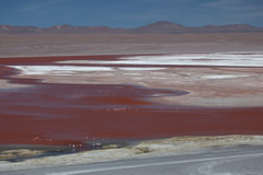 Laguna colorado