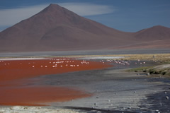 Laguna colorado